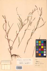 Persicaria erectominor (Makino) Nakai, Сибирь, Дальний Восток (S6) (Россия)