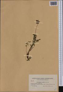 Onobrychis montana subsp. scardica (Griseb.)P.W.Ball, Западная Европа (EUR) (Болгария)