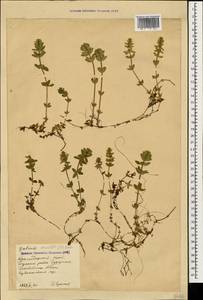 Круциата гладконогая Opiz, Кавказ, Краснодарский край и Адыгея (K1a) (Россия)