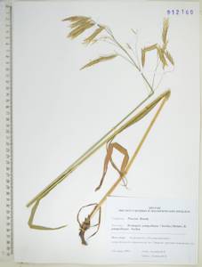 Костер Пампелла Scribn., Сибирь, Дальний Восток (S6) (Россия)