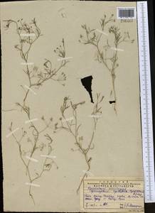Psammogeton capillifolium (Regel & Schmalh.) Mousavi, Mozaff. & Zarre, Средняя Азия и Казахстан, Западный Тянь-Шань и Каратау (M3) (Казахстан)