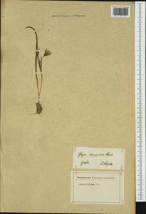 Гусиный лук луговой (Pers.) Dumort., Западная Европа (EUR) (Швейцария)