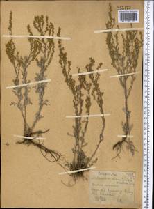 Artemisia maritima subsp. maritima, Средняя Азия и Казахстан, Северный и Центральный Казахстан (M10) (Казахстан)