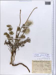 Прострел луговой (L.) Mill., Восточная Европа, Эстония (E2c) (Эстония)