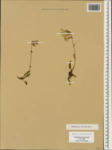 Колокольчик холмовой Sims, Кавказ, Ставропольский край, Карачаево-Черкесия, Кабардино-Балкария (K1b) (Россия)