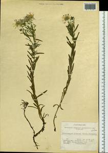 Aster altaicus Willd., Сибирь, Прибайкалье и Забайкалье (S4) (Россия)