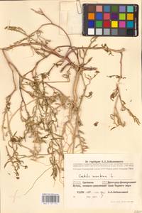 Морская горчица морская Scop., Восточная Европа, Южно-Украинский район (E12) (Украина)