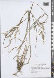 Вейник пурпурный (Trin.) Trin., Сибирь, Дальний Восток (S6) (Россия)