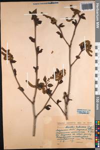 Ольховник кустарниковый, Ольха кустарниковая (Rupr.) Raus, Сибирь, Якутия (S5) (Россия)