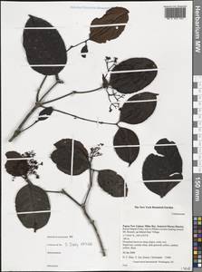 Celastraceae, Австралия и Океания (AUSTR) (Папуа - Новая Гвинея)
