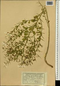 Alhagi sparsifolia Shap., Зарубежная Азия (ASIA) (Афганистан)