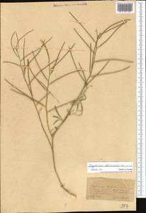 Гулявник высокий L., Средняя Азия и Казахстан, Копетдаг, Бадхыз, Малый и Большой Балхан (M1) (Туркмения)