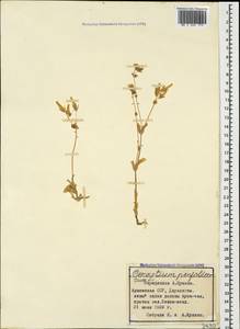 Dichodon perfoliatum (L.) Á. Löve & D. Löve, Кавказ, Армения (K5) (Армения)