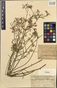 Chondrilla cyanorostris, Средняя Азия и Казахстан, Муюнкумы, Прибалхашье и Бетпак-Дала (M9) (Казахстан)