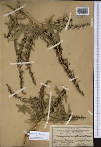 Blitum virgatum subsp. virgatum, Средняя Азия и Казахстан, Западный Тянь-Шань и Каратау (M3) (Казахстан)