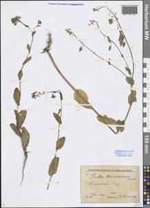 Isatis boissieriana Rchb.f., Средняя Азия и Казахстан, Сырдарьинские пустыни и Кызылкумы (M7) (Узбекистан)