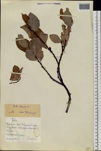 Ива мохнатая, Ива шерстистая L., Сибирь, Центральная Сибирь (S3) (Россия)