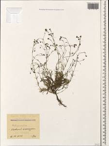 Cynanchica supina subsp. supina, Кавказ, Черноморское побережье (от Новороссийска до Адлера) (K3) (Россия)