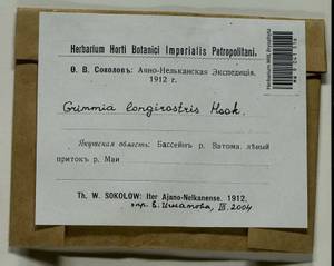 Grimmia longirostris Hook., Гербарий мохообразных, Мхи - Якутия (B19) (Россия)