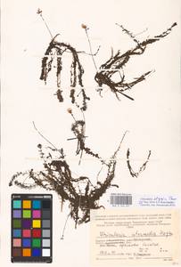 MHA 0 162 631, Utricularia ×ochroleuca subsp. stygia (G. Thor), Восточная Европа, Северный район (E1) (Россия)