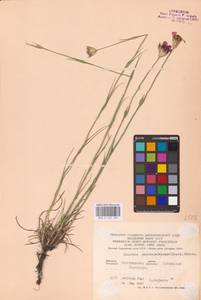 Гвоздика Андржейовского Zapal., Восточная Европа, Центральный лесостепной район (E6) (Россия)