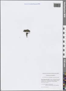 Ложечница гренладская L., Сибирь, Центральная Сибирь (S3) (Россия)