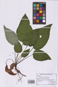 Медуница неясная, Медуница темная Dumort., Восточная Европа, Московская область и Москва (E4a) (Россия)