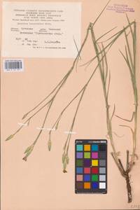 Dianthus monadelphus subsp. pallens (Sm.) Greuter & Burdet, Восточная Европа, Северо-Украинский район (E11) (Украина)