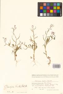 Хориспора нежная, Хориспора тоненькая (Pall.) DC., Восточная Европа, Нижневолжский район (E9) (Россия)