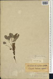 Pelargonium ovale subsp. ovale, Африка (AFR) (ЮАР)