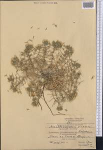 Колючелистник колючий (Bunge) Boiss., Средняя Азия и Казахстан, Каракумы (M6) (Туркмения)