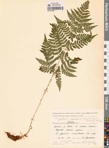 Щитовник распростертый (C.Presl) Fraser-Jenk. & Jermy, Сибирь, Чукотка и Камчатка (S7) (Россия)