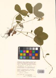 Земляника зеленая, Полуница Duchesne, Восточная Европа, Нижневолжский район (E9) (Россия)