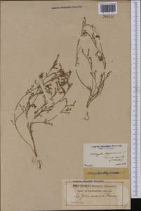 Astragalus baionnensis Loisel., Западная Европа (EUR) (Франция)