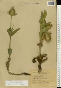 Ворсянка щетинистая Willd., Восточная Европа, Молдавия (E13a) (Молдавия)