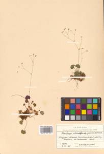 Камнеломка селемджинская Gorovoj & Vorosch., Сибирь, Дальний Восток (S6) (Россия)