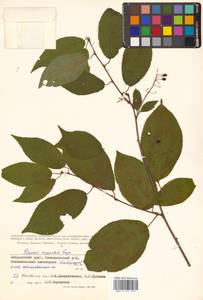 Prunus glandulifolia Rupr., Сибирь, Дальний Восток (S6) (Россия)