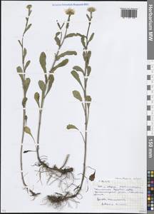 Нивяник обыкновенный, Поповник Lam., Восточная Европа, Московская область и Москва (E4a) (Россия)