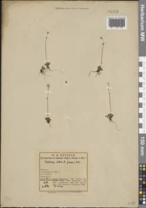 Micranthes stellaris subsp. stellaris, Восточная Европа, Северный район (E1) (Россия)