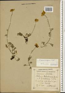 Archanthemis marschalliana subsp. sosnovskyana (Fed.) Lo Presti & Oberpr., Кавказ, Грузия (K4) (Грузия)