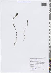 Очанка прямая J.P.Wolff ex J.F.Lehm., Сибирь, Прибайкалье и Забайкалье (S4) (Россия)