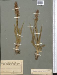 Dactylorhiza incarnata subsp. cilicica (Klinge) H.Sund., Средняя Азия и Казахстан, Западный Тянь-Шань и Каратау (M3) (Казахстан)