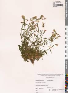 Смолевка ползучая Patrin, Сибирь, Чукотка и Камчатка (S7) (Россия)