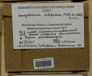 Brachythecium salebrosum (Hoffm. ex F. Weber & D. Mohr) Schimp., Гербарий мохообразных, Мхи - Москва и Московская область (B6a) (Россия)