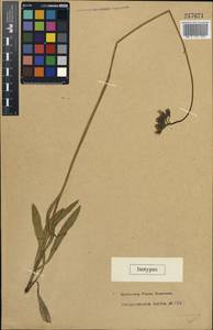 Ястребиночка скученная (Froel.) Fr., Восточная Европа, Северный район (E1) (Россия)