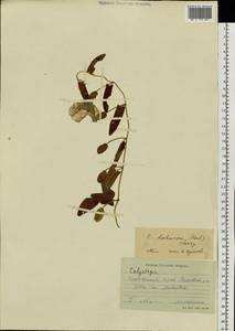 Calystegia pellita subsp. pellita, Сибирь, Дальний Восток (S6) (Россия)