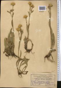 Pentanema oculus-christi (L.) D. Gut. Larr., Santos-Vicente, Anderb., E. Rico & M. M. Mart. Ort., Средняя Азия и Казахстан, Копетдаг, Бадхыз, Малый и Большой Балхан (M1) (Туркмения)