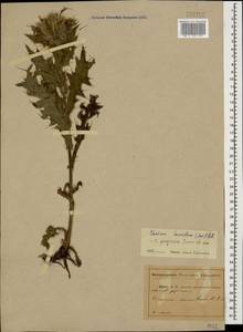 Lophiolepis horrida (Adams) Bures, Del Guacchio, Iamonico & P. Caputo, Кавказ, Абхазия (K4a) (Абхазия)