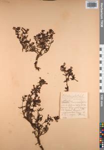 Мытник болотный L., Восточная Европа, Центральный район (E4) (Россия)