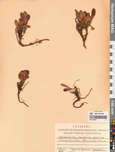 Рододендрон камчатский Pall., Сибирь, Чукотка и Камчатка (S7) (Россия)